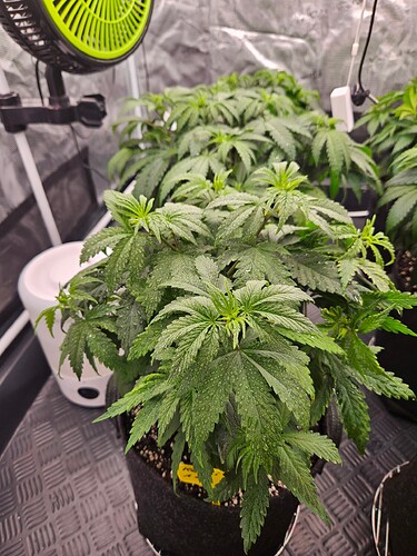 Growreport Bild 33