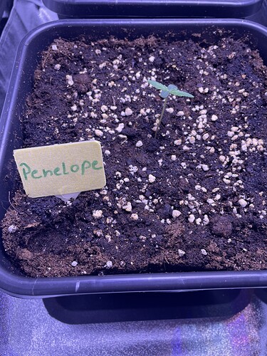 Growreport Bild 6