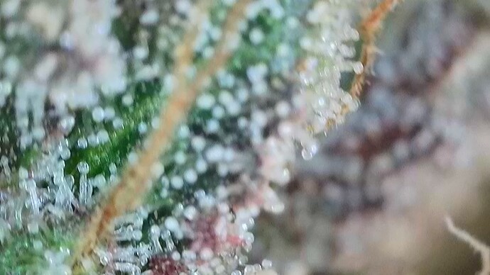 Growreport Bild 3
