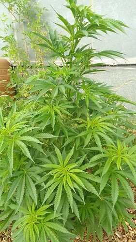 Growreport Bild 8