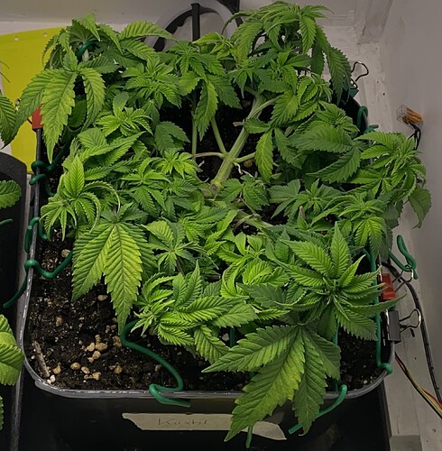 Growreport Bild 12