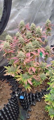 IMG_20251223_232613227_HDR
