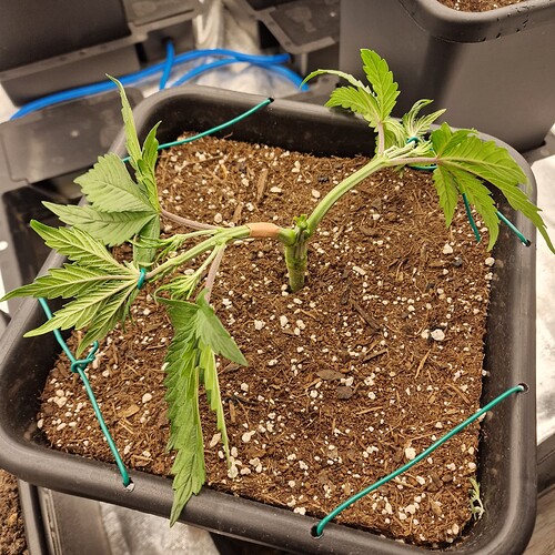 Growreport Bild 4