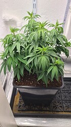Growreport Bild 22