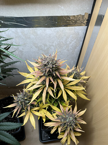 Growreport Bild 2