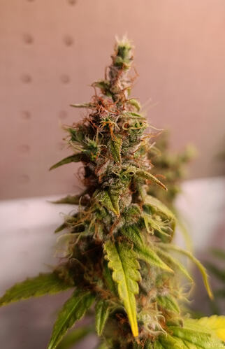 Growreport Bild 6