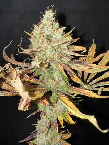 Growreport Bild 45