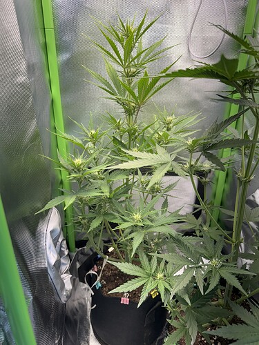 Growreport Bild 17