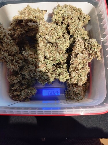 Ein Behälter mit Cannabis-Buds, die auf einer digitalen Waage liegen, die 60,28g anzeigt.