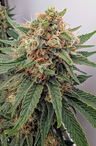 Growreport Bild 35