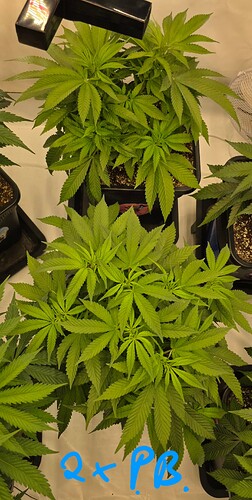 Growreport Bild 27