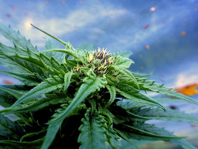 Growreport Bild 8