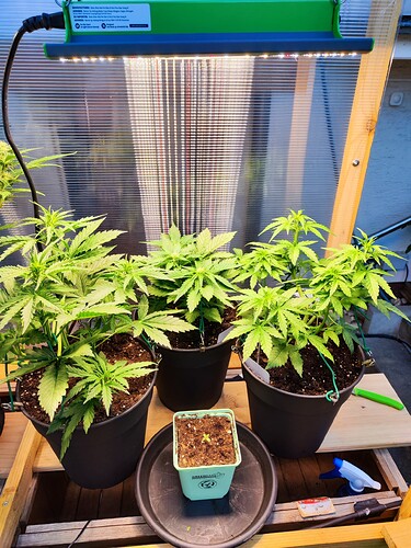 Growreport Bild 42