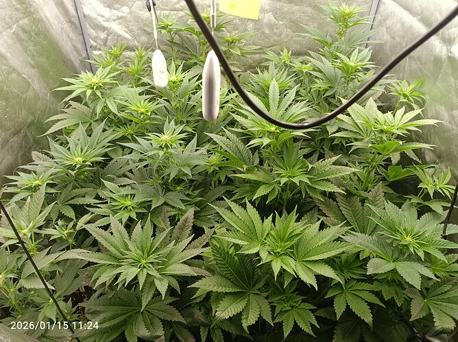 Growreport Bild 7