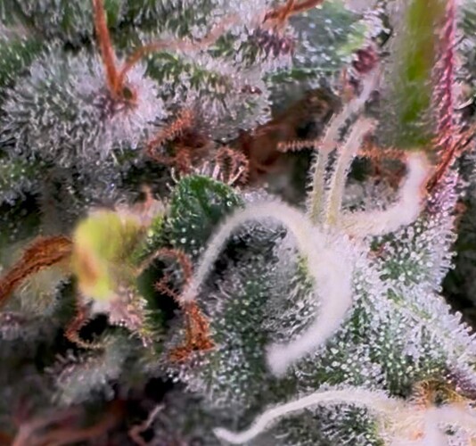 Growreport Bild 23