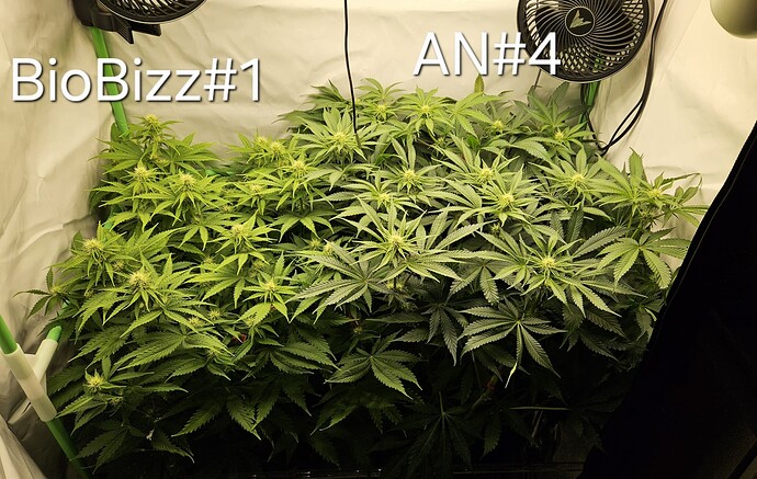 Growreport Bild 2