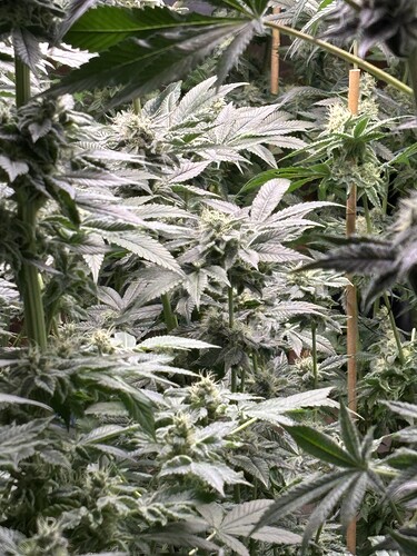 Growreport Bild 42