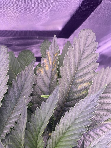 Growreport Bild 3