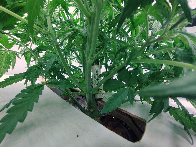 Growreport Bild 12