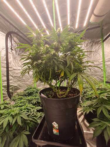 Growreport Bild 4