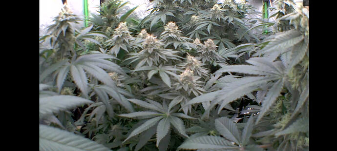 Growreport Bild 114