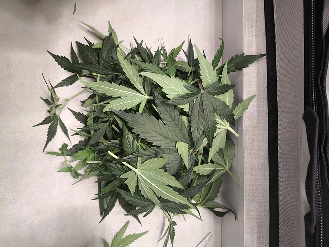 Growreport Bild 7