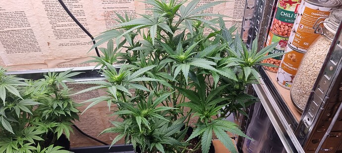Growreport Bild 3