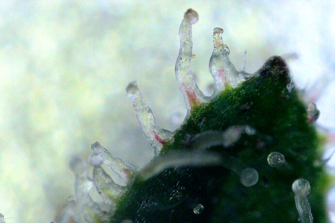 Grow25_0628_MZA_Ernte_gut_4