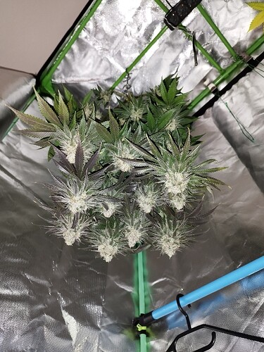 Growreport Bild 4