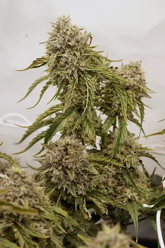 Growreport Bild 7