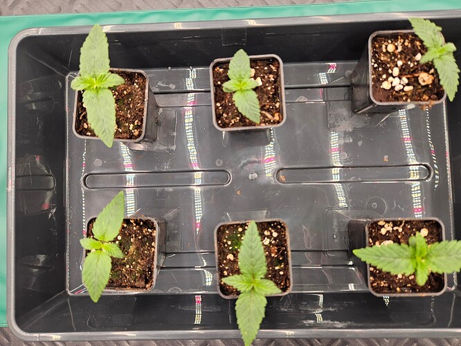 Growreport Bild 15