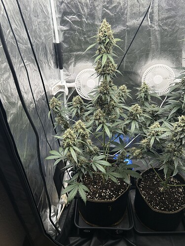 Growreport Bild 4