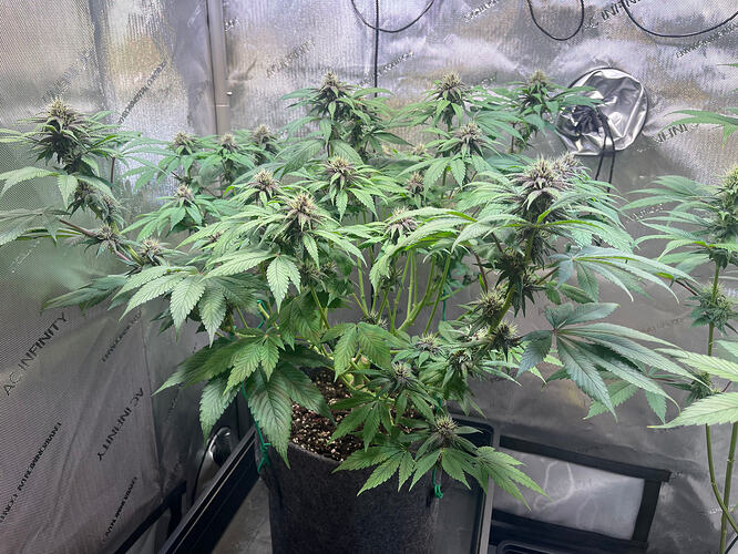 Growreport Bild 16