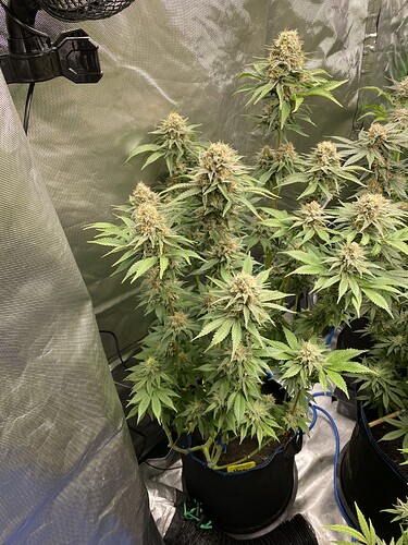 Growreport Bild 6