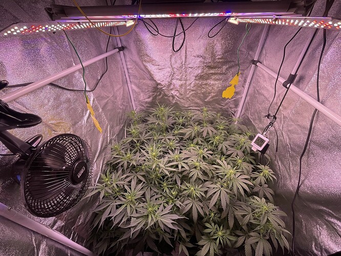 Growreport Bild 3