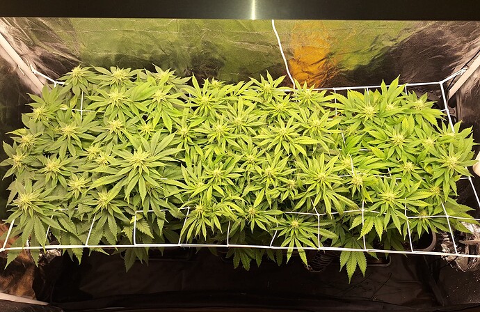 Growreport Bild 20