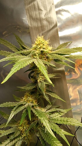 Growreport Bild 2
