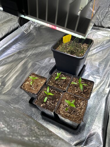 Growreport Bild 46