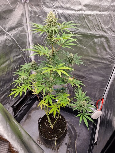 Eine einzelne Cannabispflanze in der Blütephase, die in einem schwarzen Stofftopf in einem Growzelt steht. Die Pflanze hat mehrere Blütenstände und grüne Blätter, einige untere Blätter zeigen Anzeichen von Vergilbung.