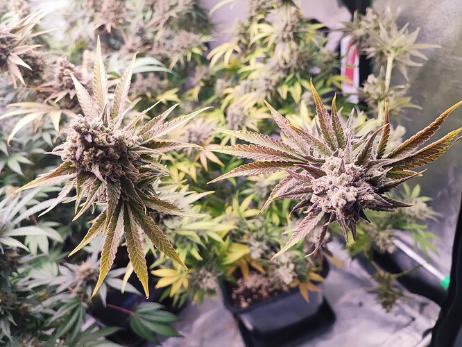 Growreport Bild 32