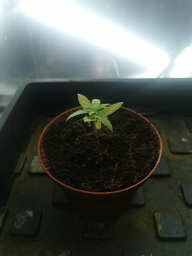 Growreport Bild 1