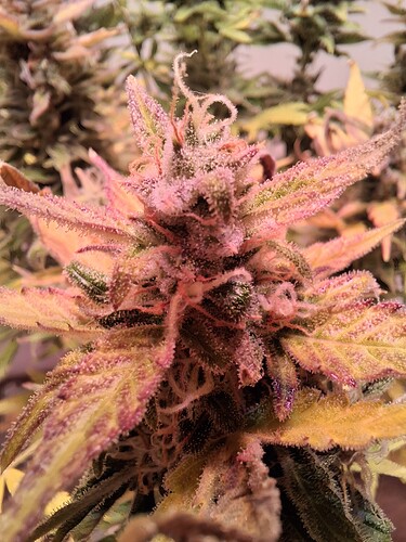 Growreport Bild 29