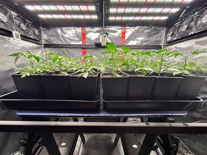 Growreport Bild 4