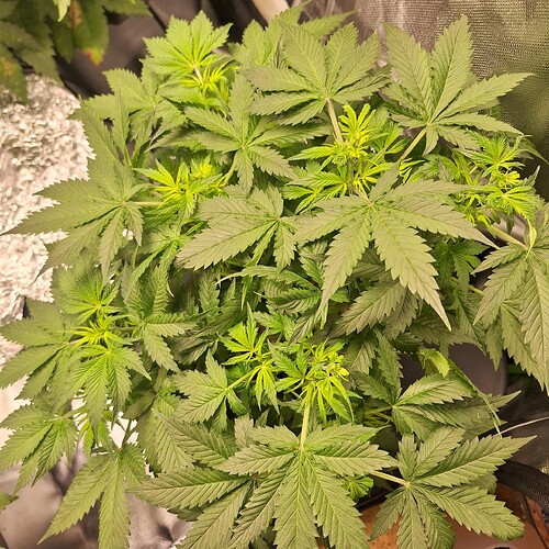 Eine junge Cannabispflanze in der Wachstumsphase mit vielen grünen Blättern und neuen hellgrünen Trieben an der Spitze.