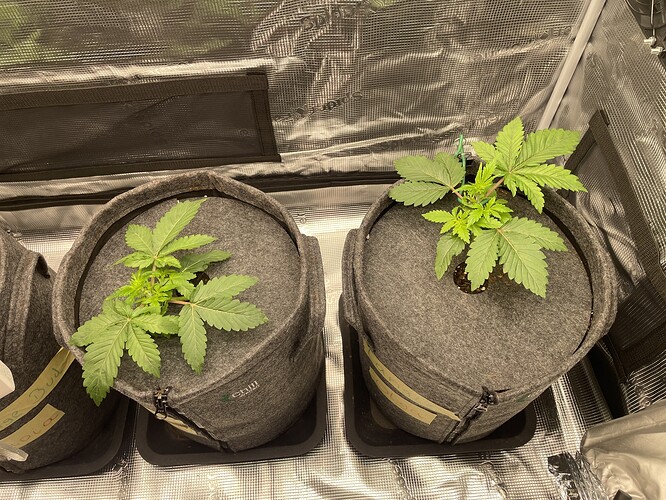 Zwei junge Cannabispflanzen in Vlies-Töpfen, die sich im Wuchs befinden.