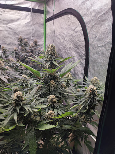 Growreport Bild 1