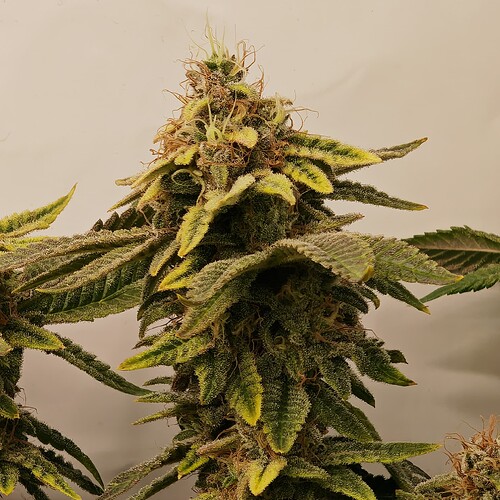 Growreport Bild 59
