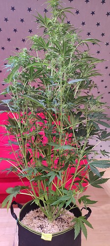 Growreport Bild 34