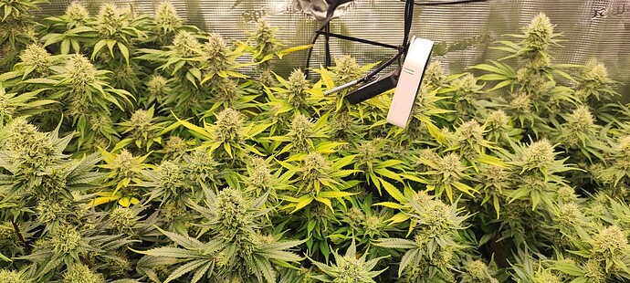 Growreport Bild 37