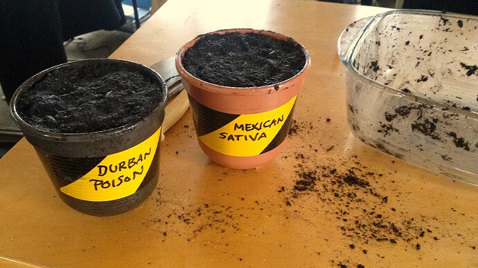 Grow25_0324_MX_DP_in_Erde_1